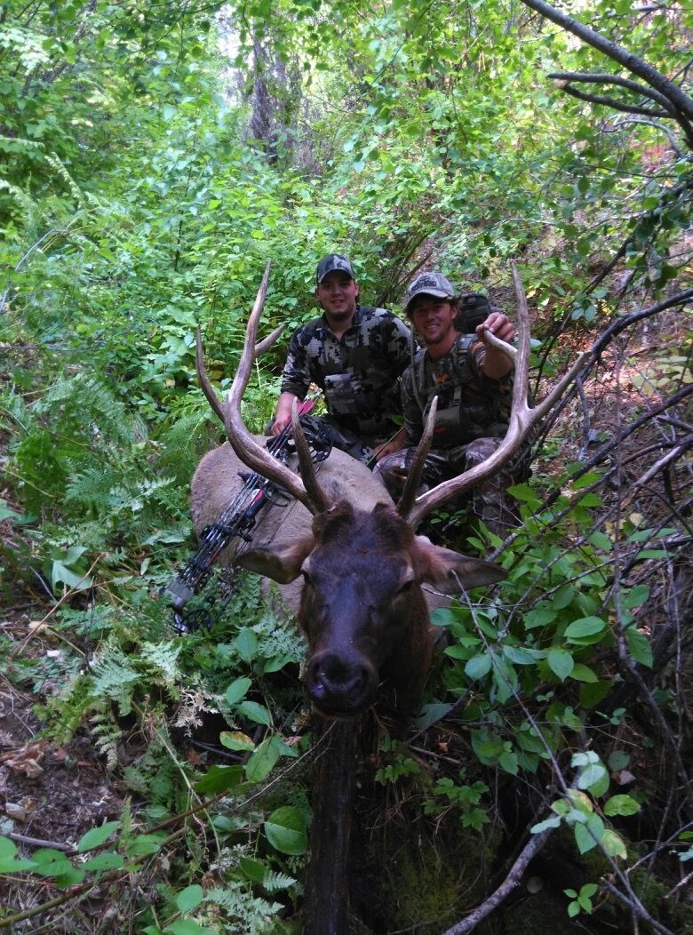 Two men are standing next to a large elk in the woods.