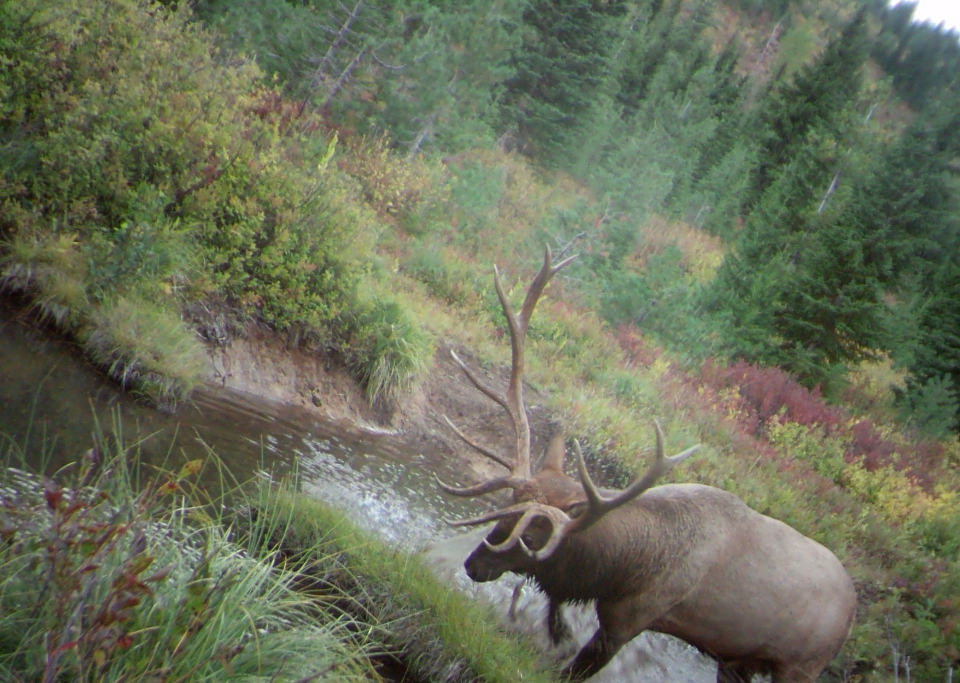 A large elk is standing next to a river in the woods.