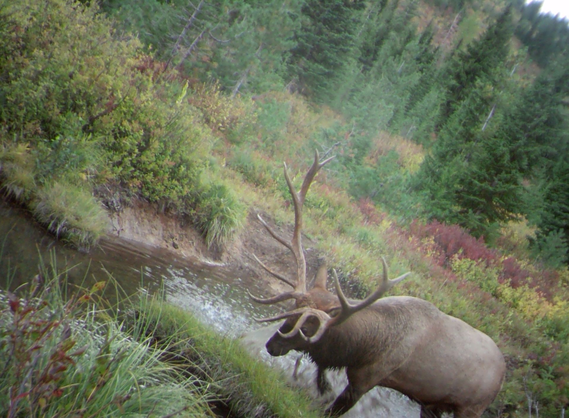 A large elk is standing next to a stream in the woods.