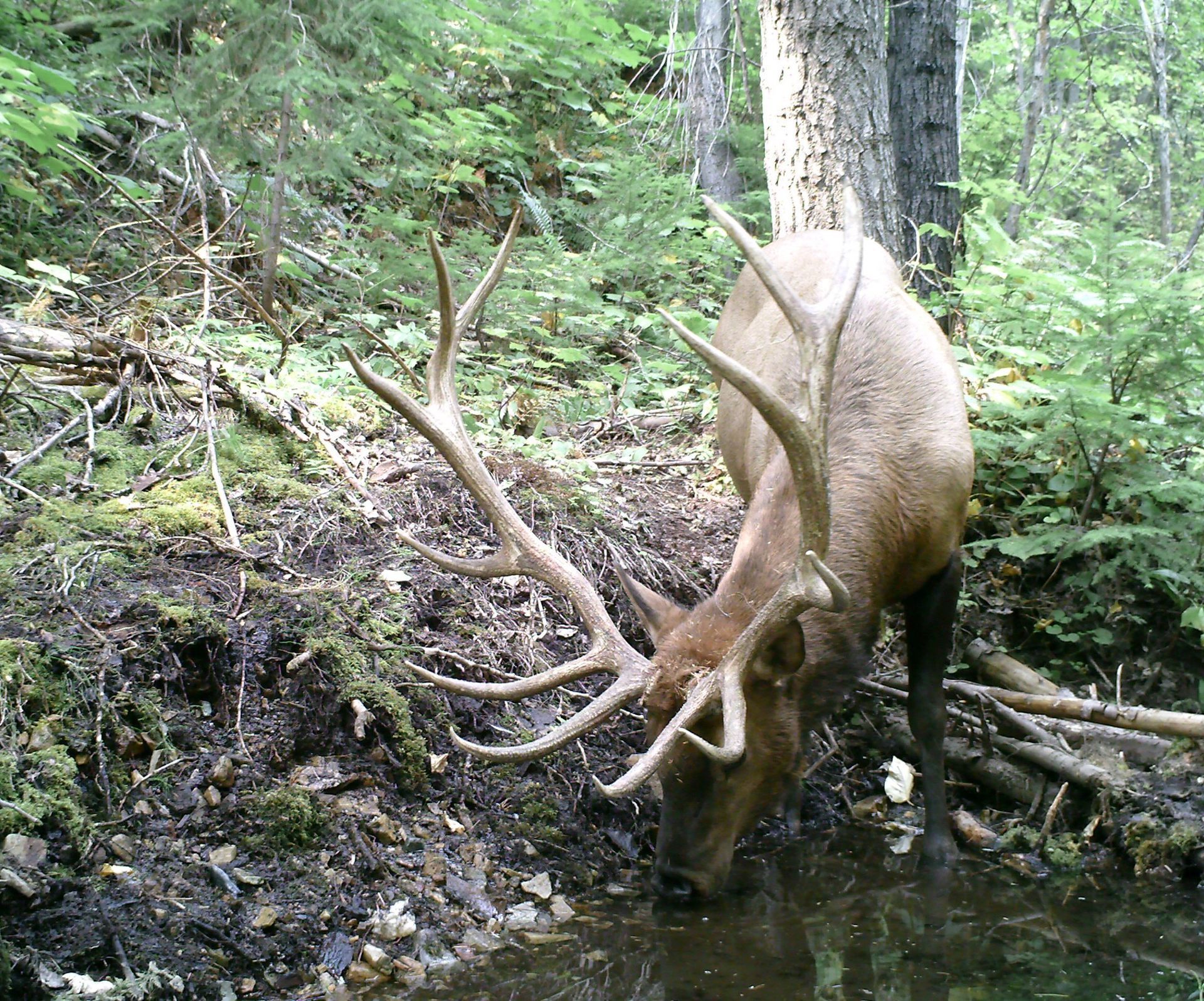 A large elk drinking water from a stream in the woods