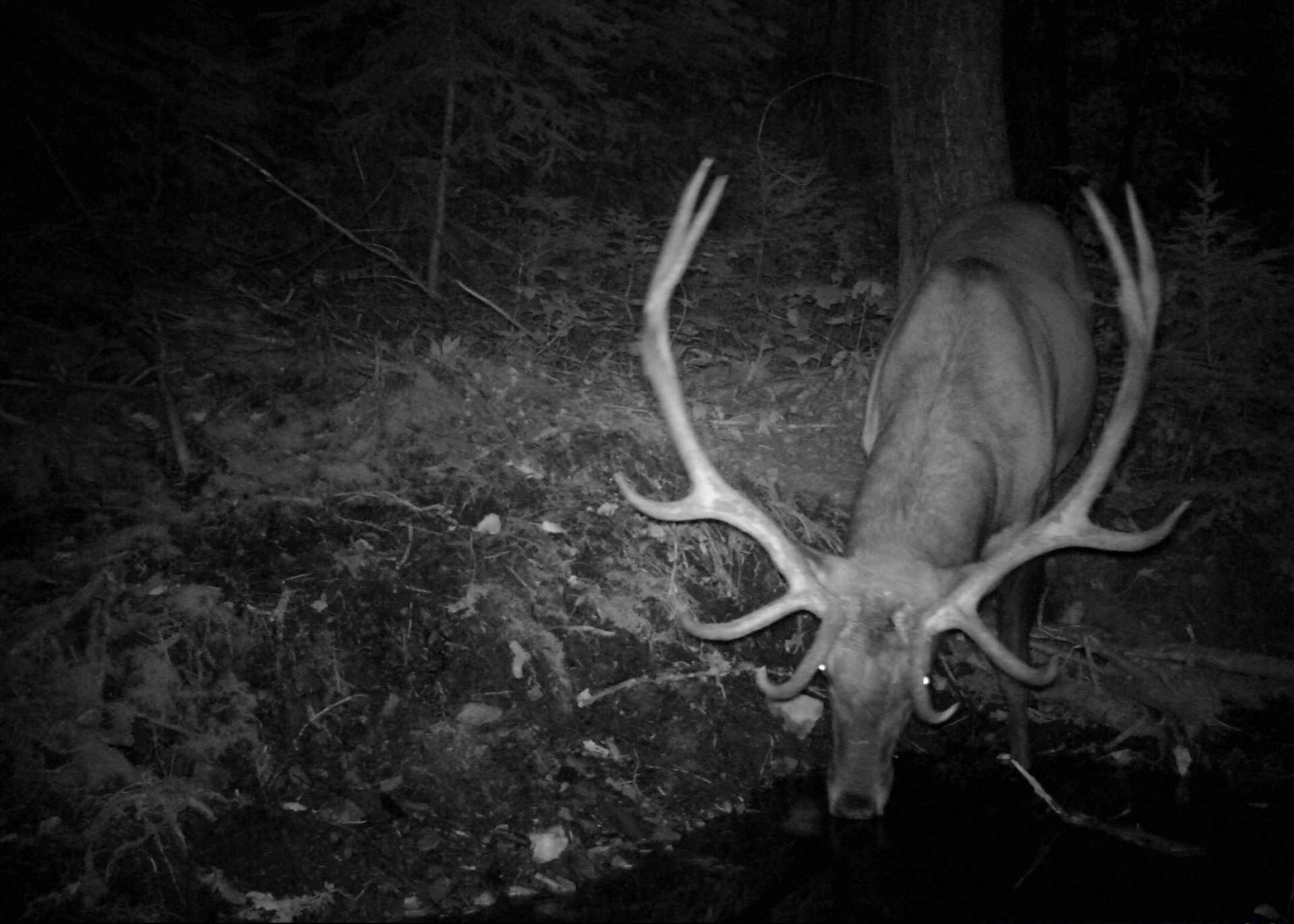 A black and white photo of a deer in the woods at night.
