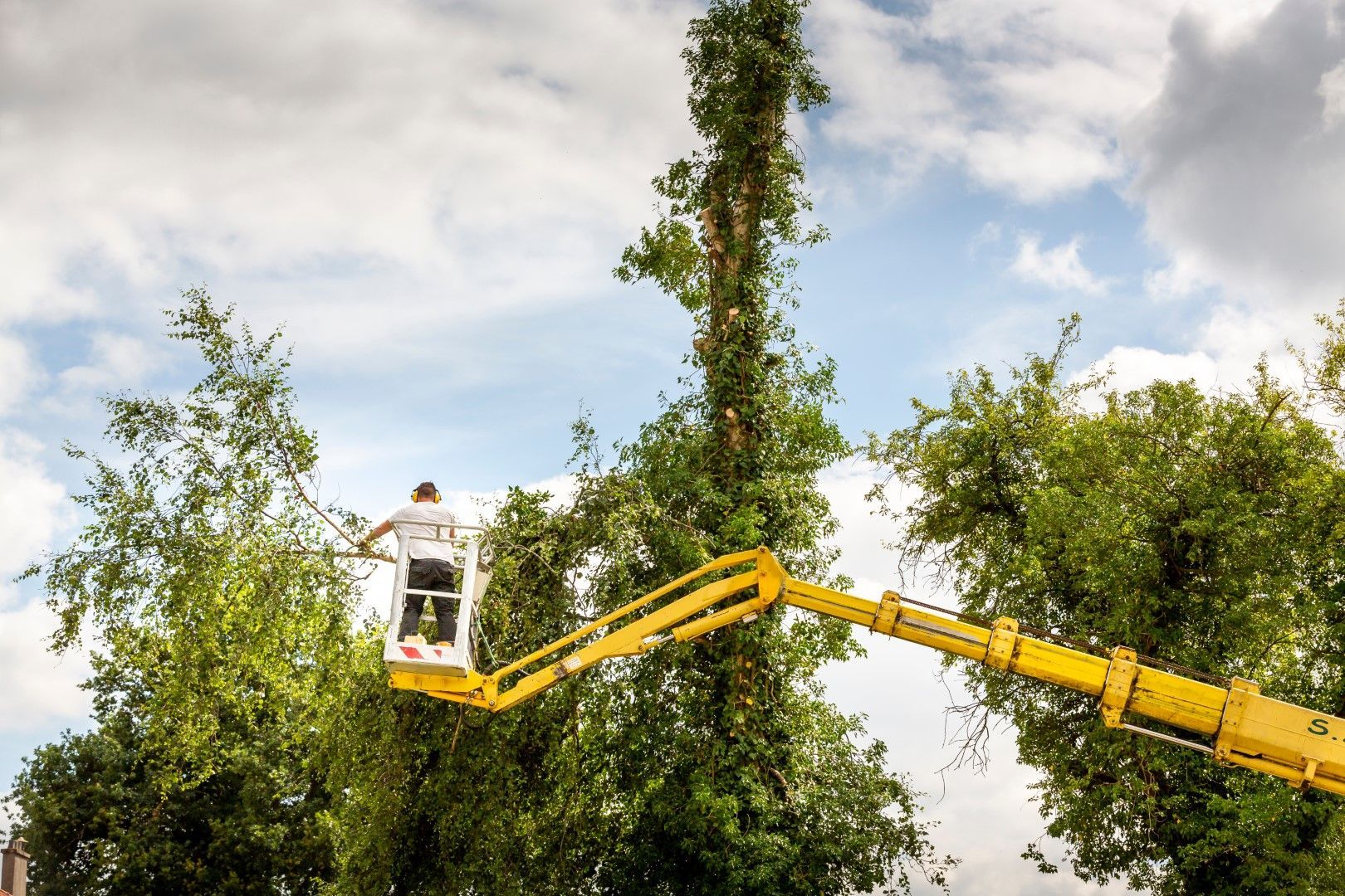 Man in a lift trims tall tree branches with a cloudy sky backdrop.