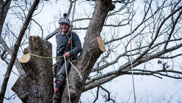 Arborist in tree, smiling, with rope, wearing a helmet, cutting branches, outdoors, cloudy sky.