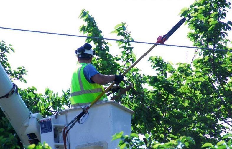 Tree trimmer in bucket truck, pruning branches near power lines, wearing safety gear.