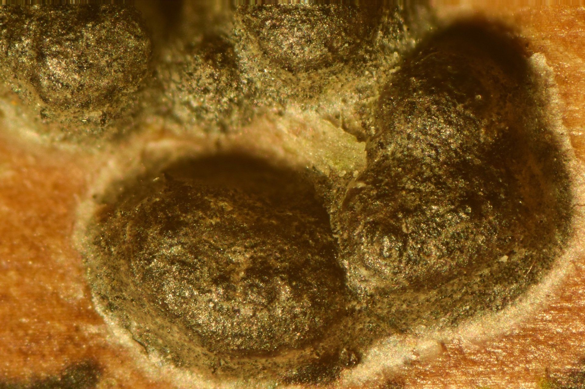 Xylaria Bamboo Wakehurst Fungus