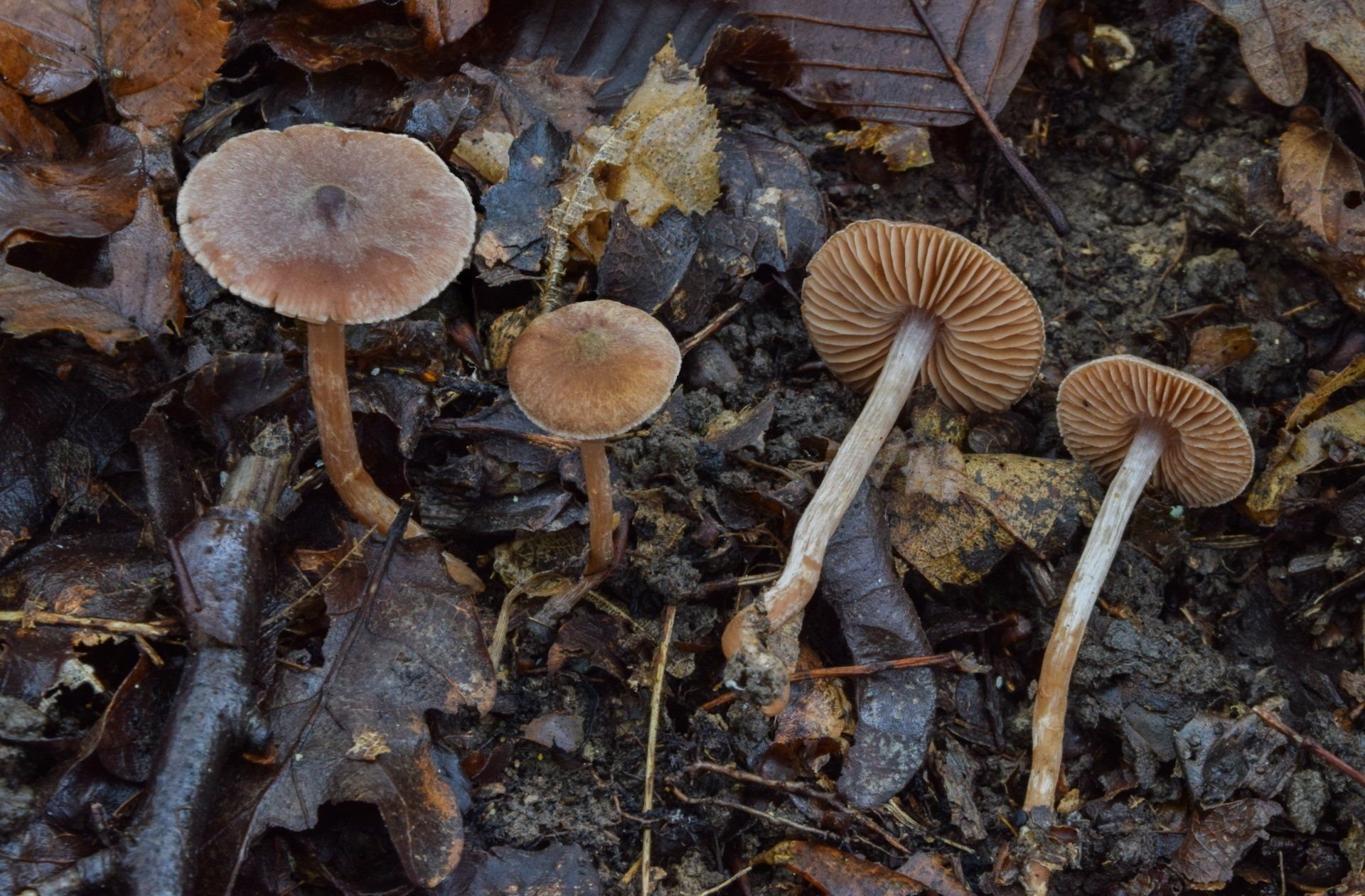 Cortinarius praestigiosus