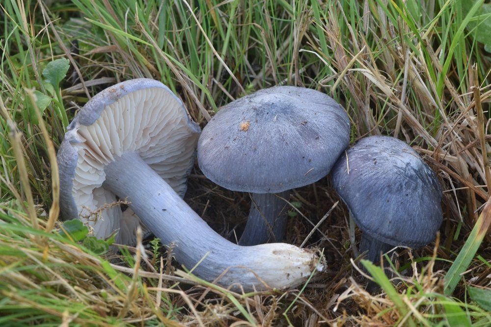 Entoloma Pinkgill sussex