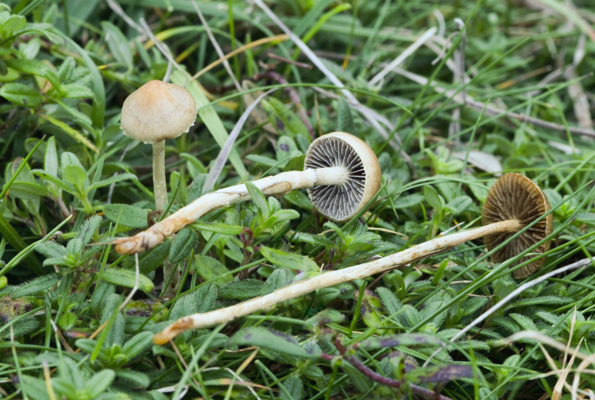 Stropharia luteonitens sussex
