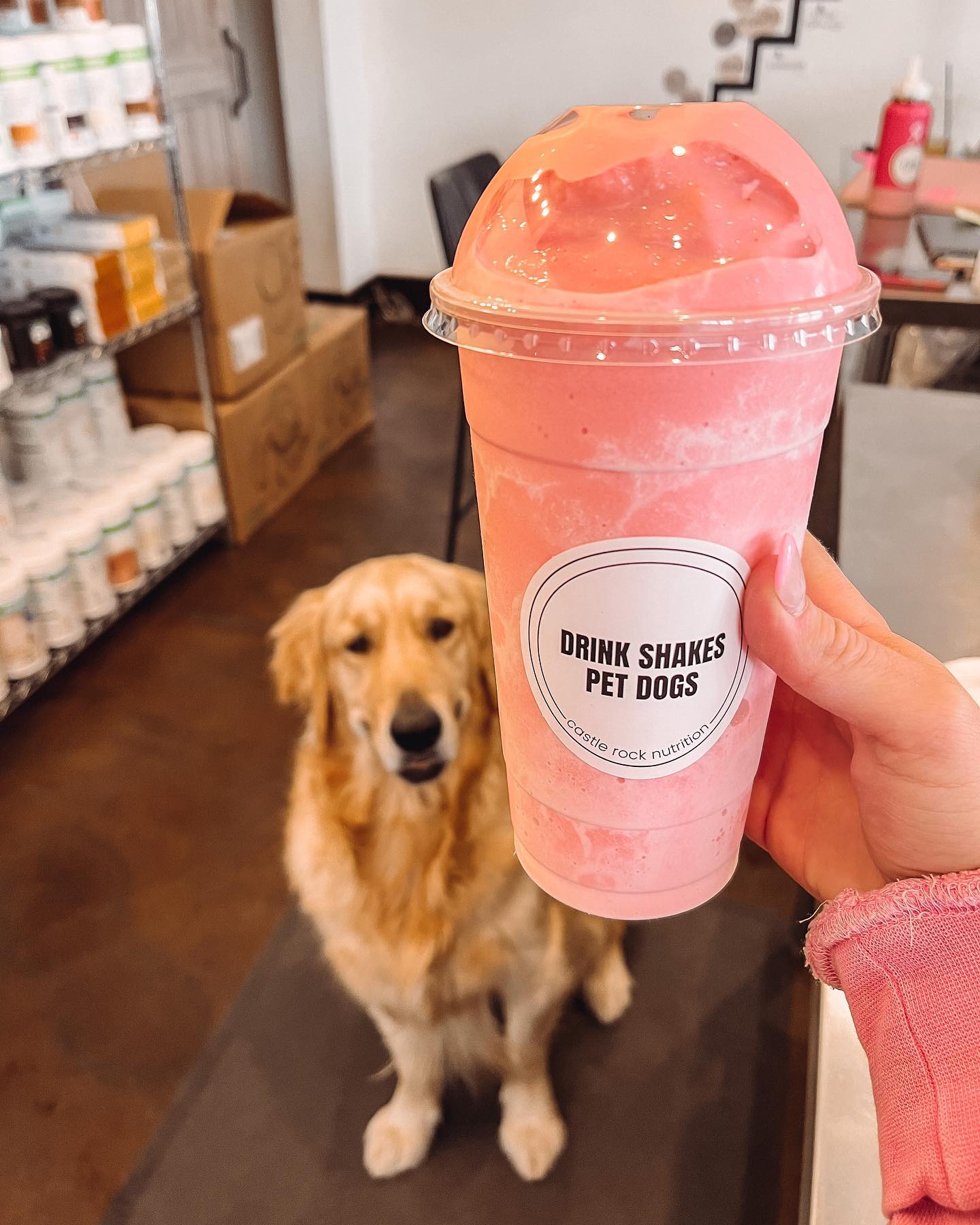 A person is holding a smoothie in front of a dog.