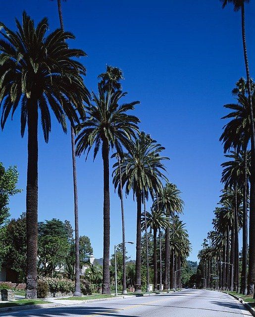 A residential road on a beautiful California day with clear blue skies. Palm trees line the street .