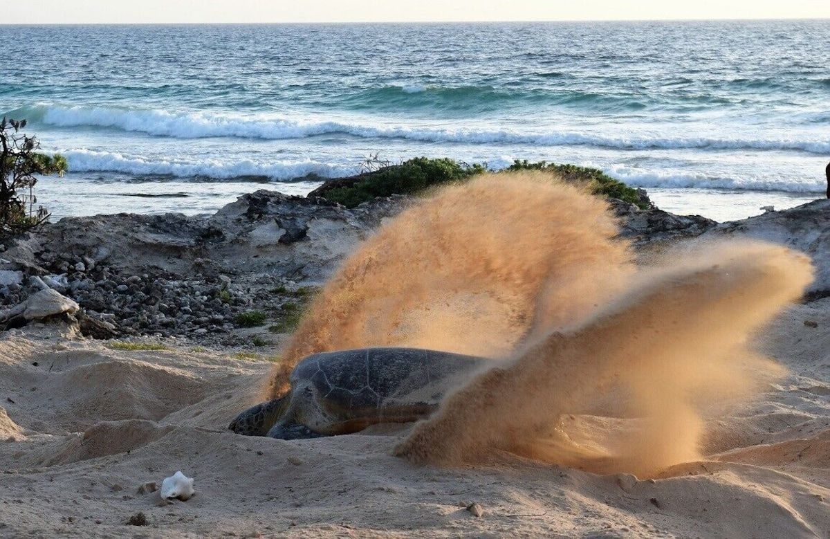 Isla Mujeres Beach Homes