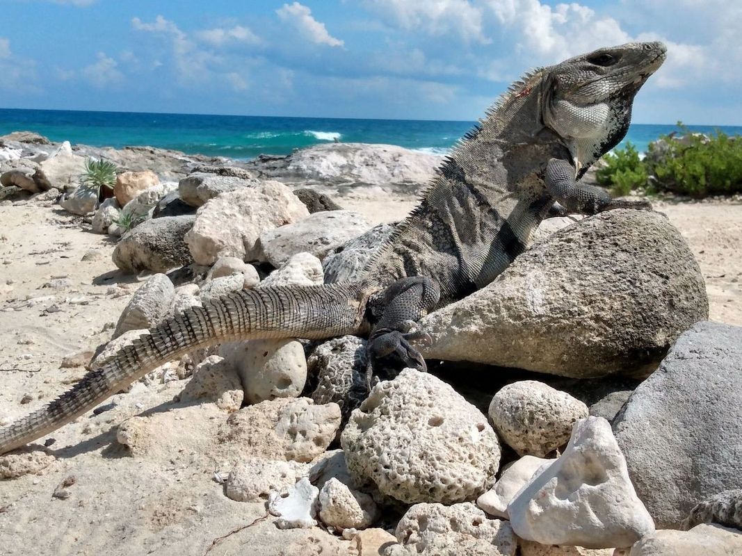 Isla Mujeres Beach Homes