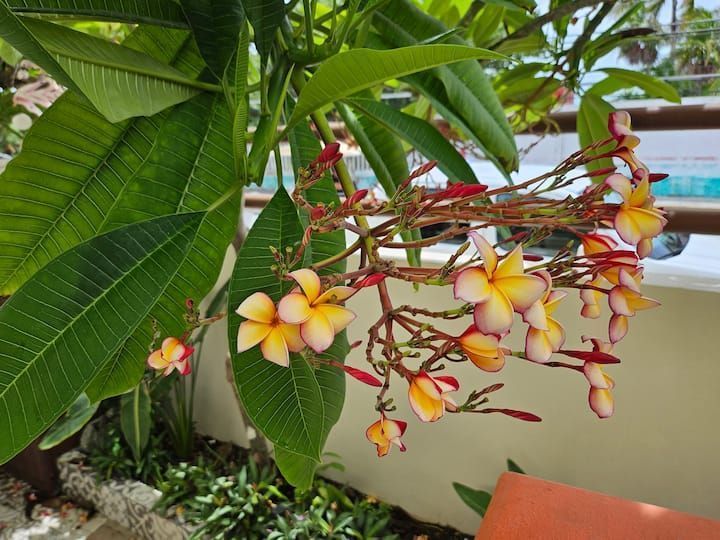 Isla Mujeres Beach Homes