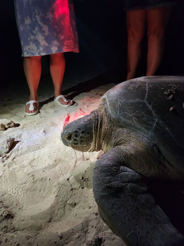 Isla Mujeres Beach Homes