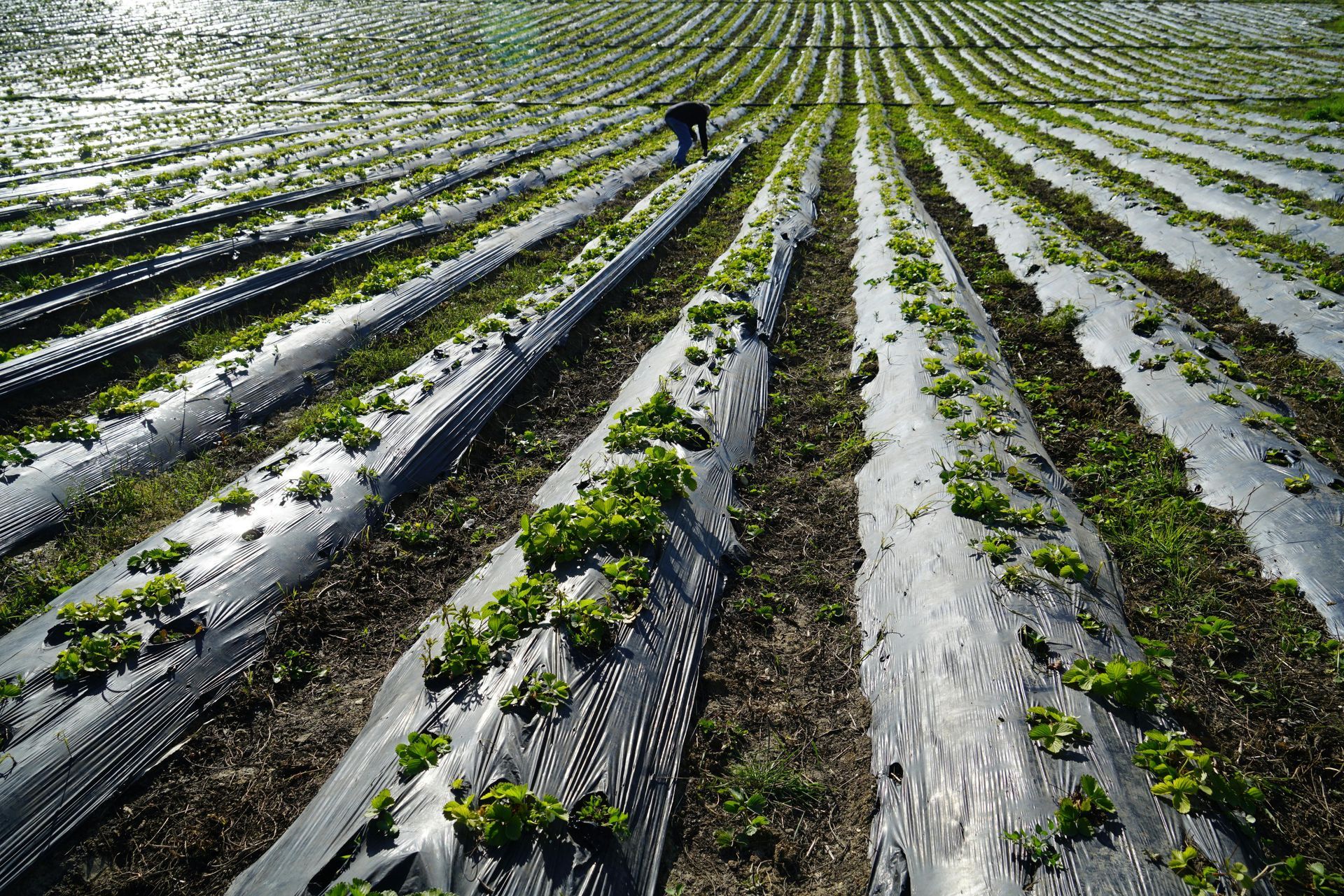 Rows of crops growing in a field with black plastic mulch; a person tends the plants.