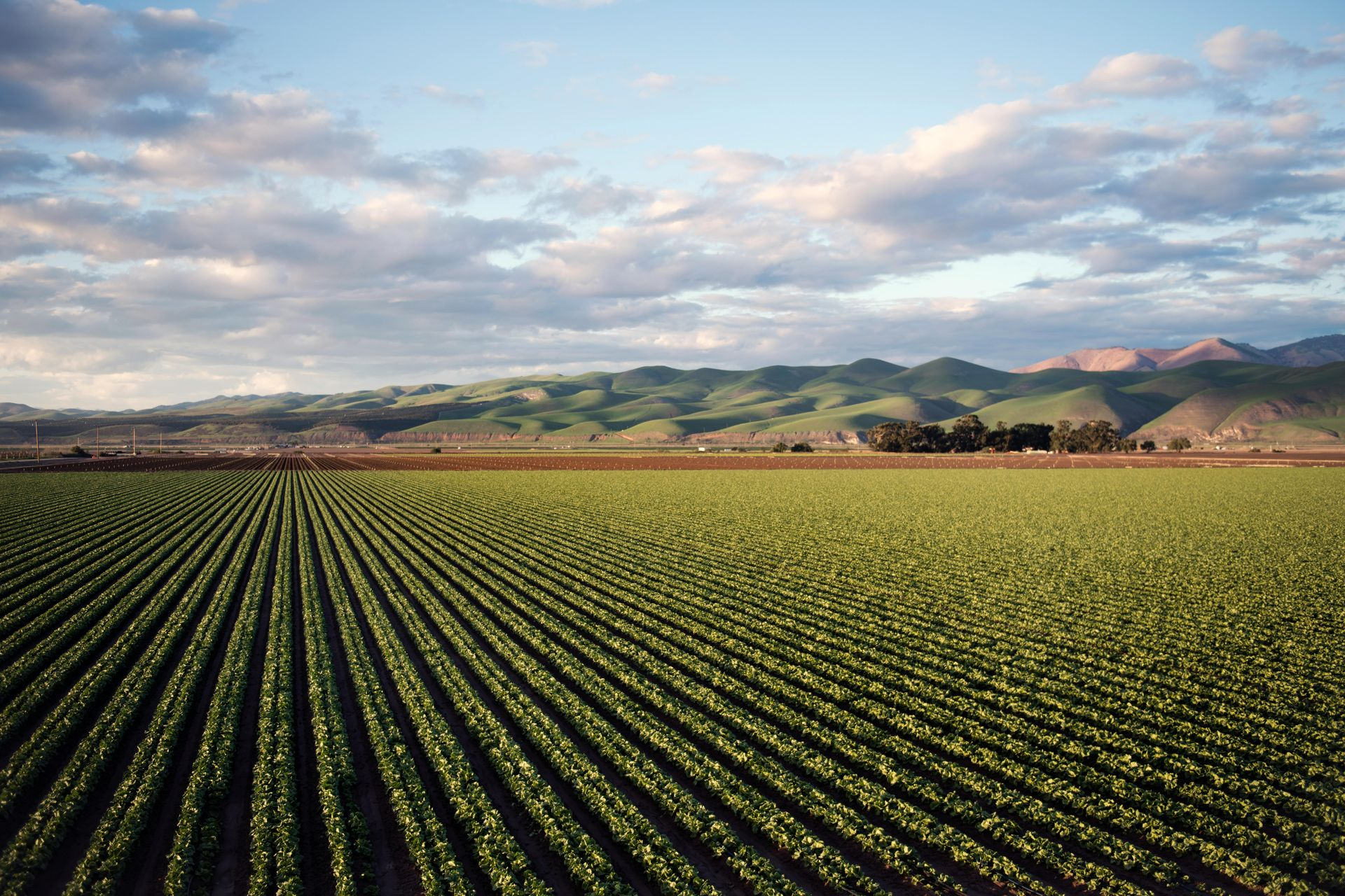 Field of crops with rows leading to distant mountains under a cloudy sky.
