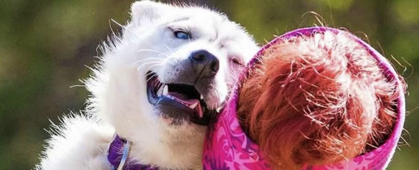 Summer running husky in levi finland