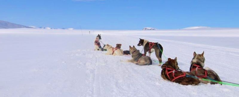 Running husky safari in levi winter