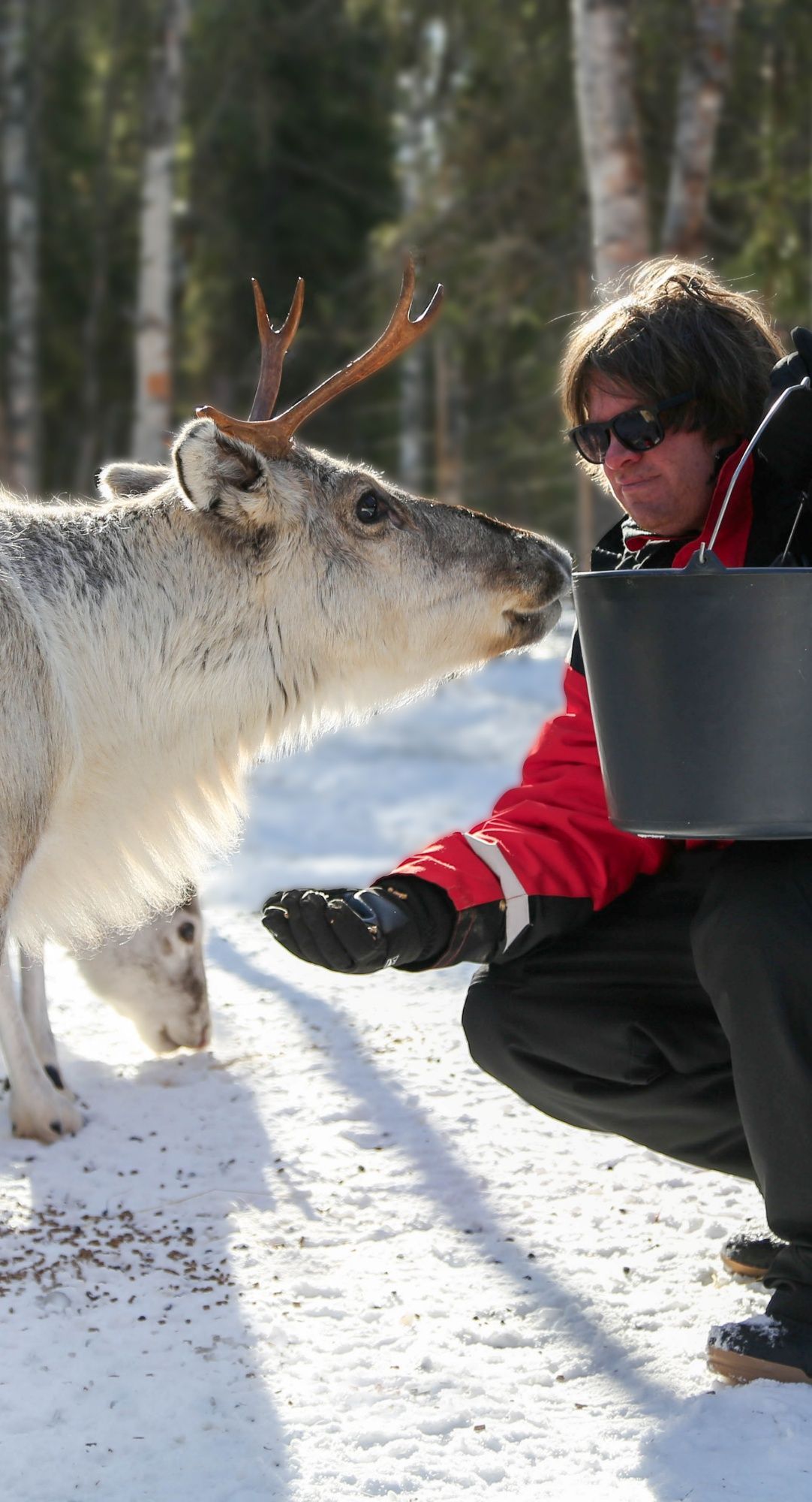 Meet the reindeer and feed it