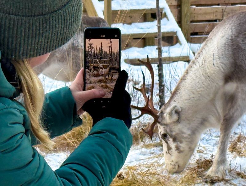 Reindeer farm visit
