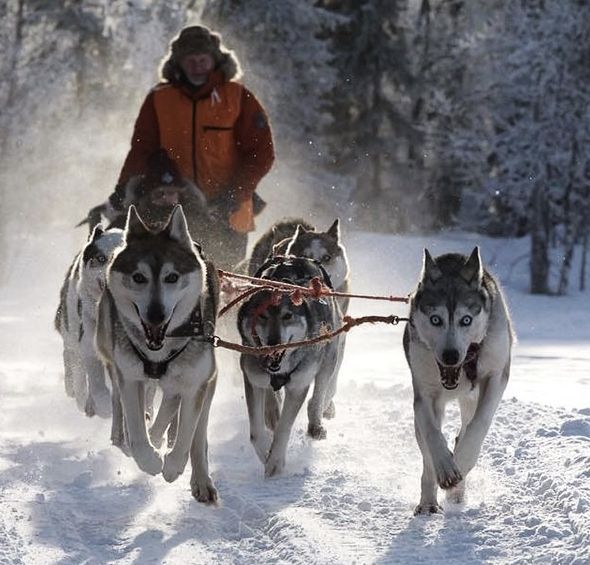 Musher driven husky safari Levi
