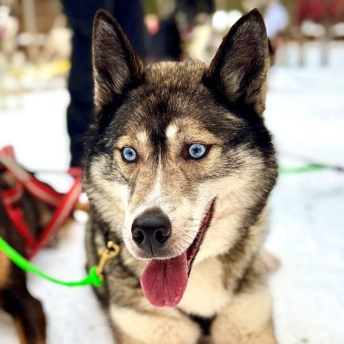 Alaskan Husky