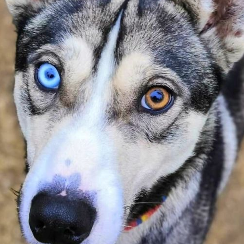 Husky with Blue and Brown Eye