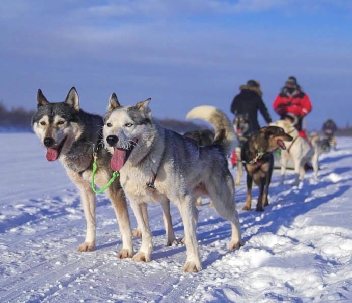 Husky Dog Team Tepasto Levi waiting for the ride