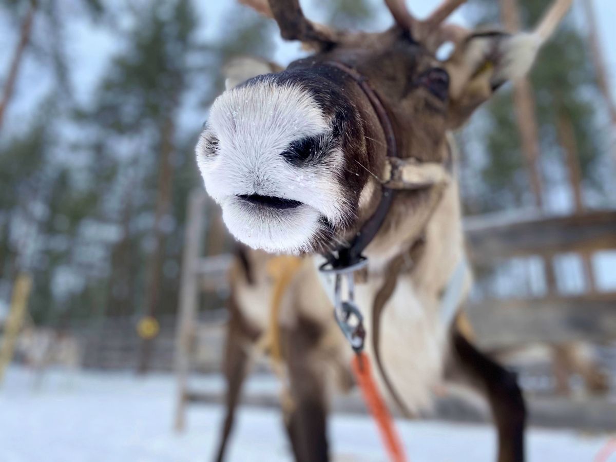 Private Reindeer Safari in Levi 3 km
