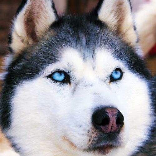 Siberian Husky