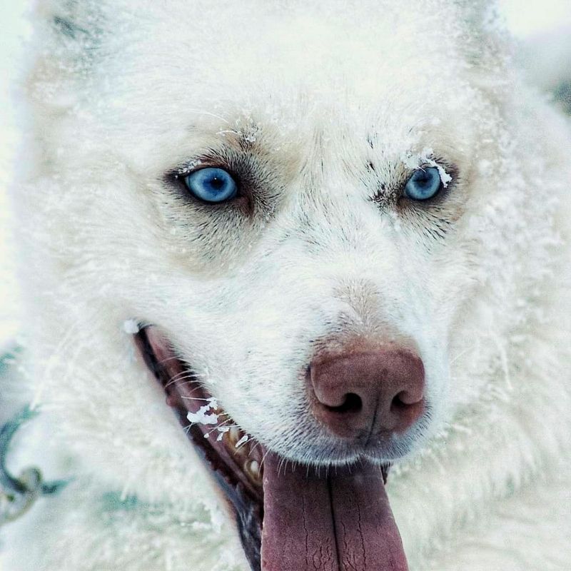 Wthite Husky with Blue Eye