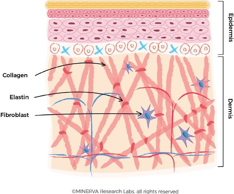 Collagen remodeling skin diagram
