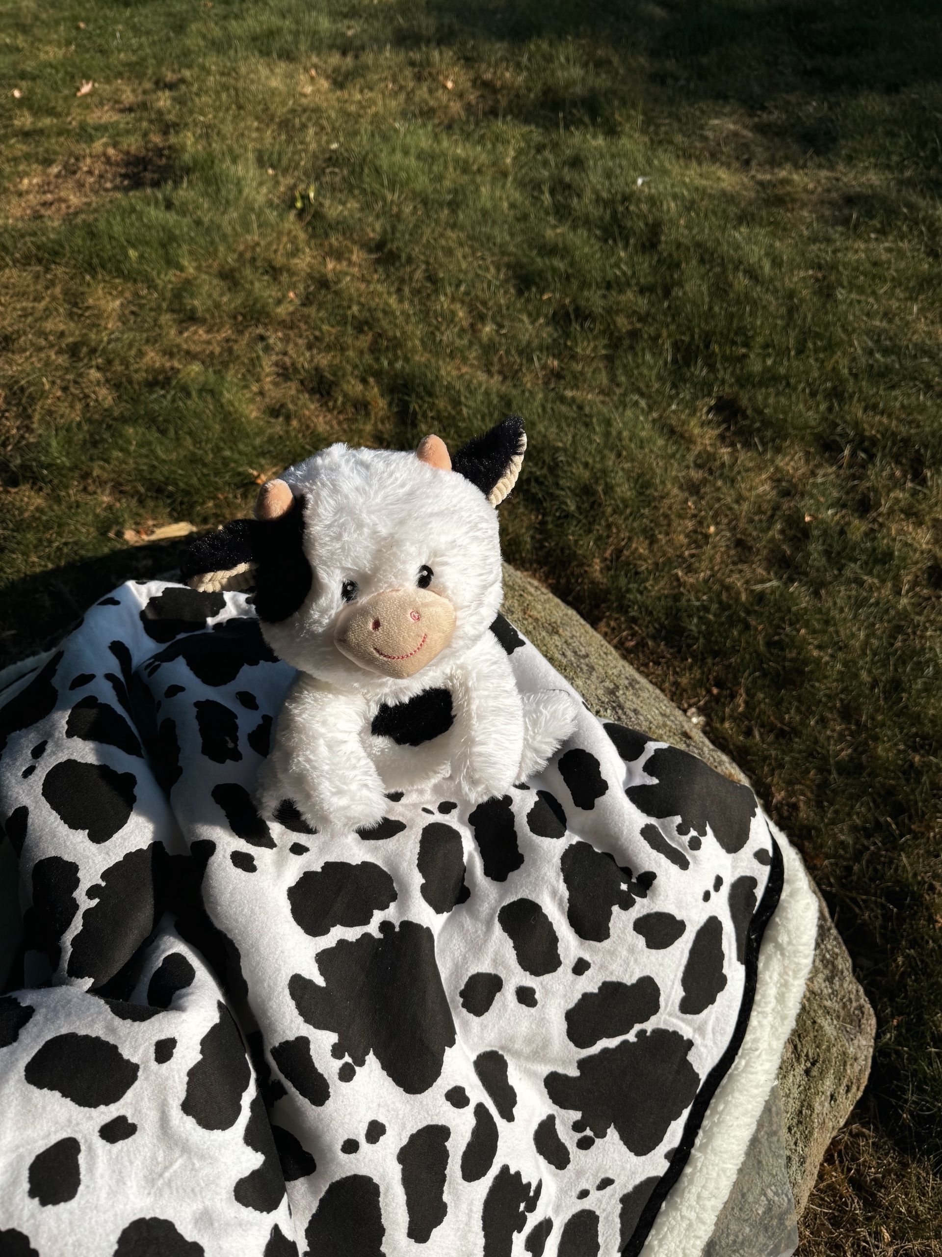 sherpa blanket with printed material that has black cow print on the fabric