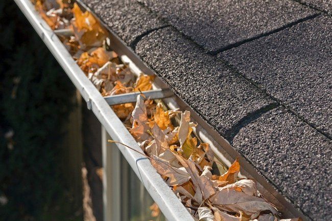 Gutter filled with fallen brown and orange leaves on a dark gray asphalt shingle roof.