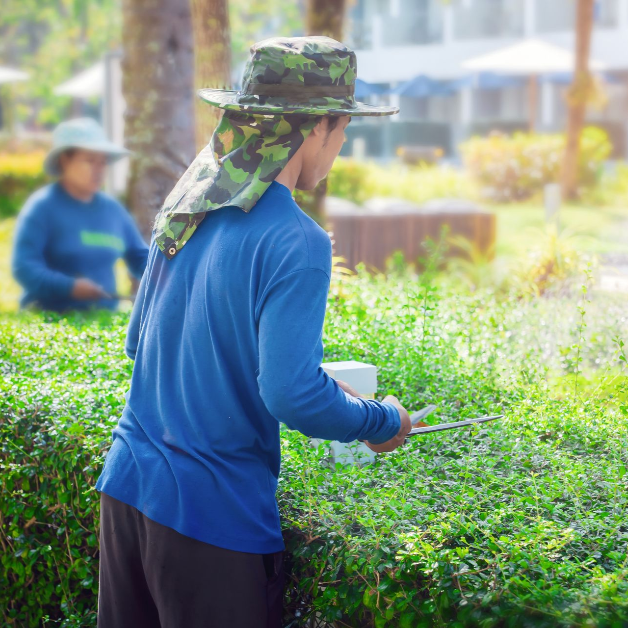 Person in a blue shirt and camo hat trimming plants in a sunlit garden