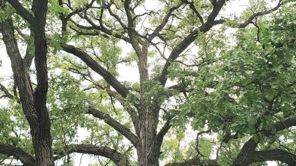 Large Tree with many branches - tree removal winnipeg