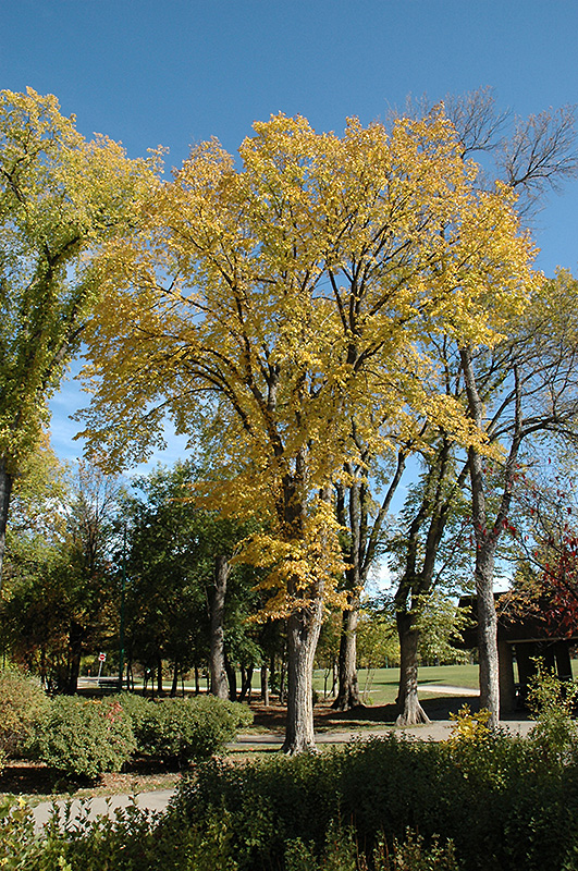 Manitoba Maple Tree