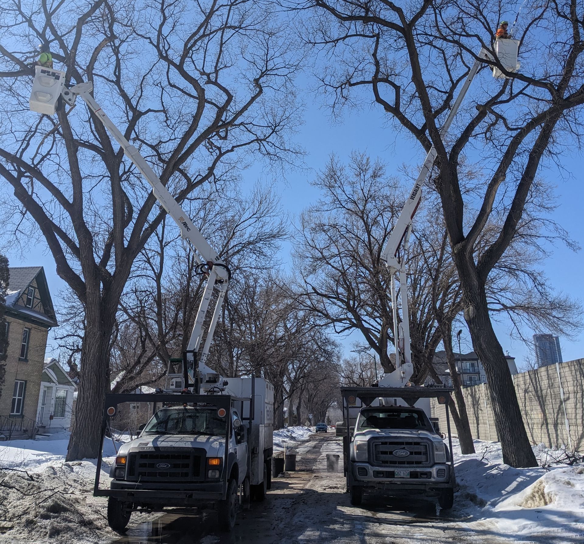 Two Tree Bucket Trucks