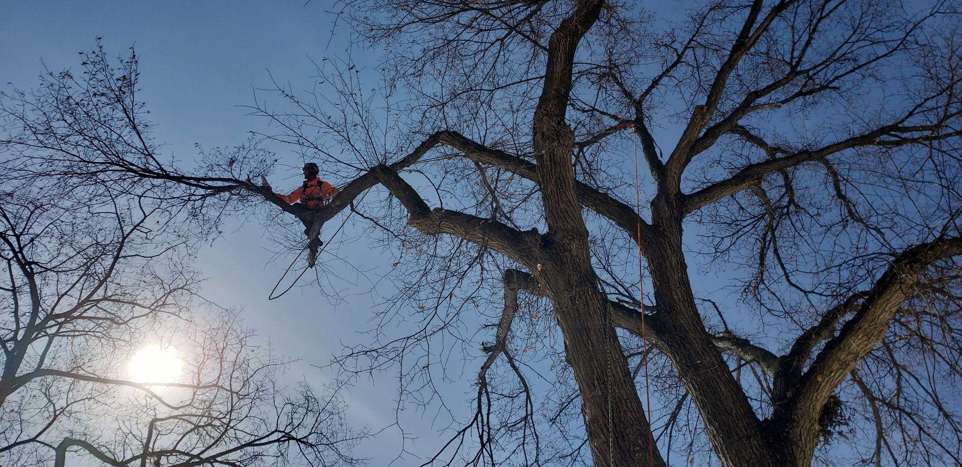 Tree Worker Out On A Limb
