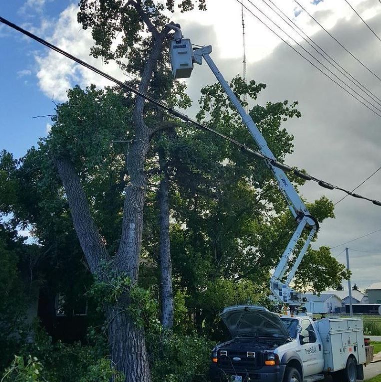 Tree Work Using A Bucket Truck