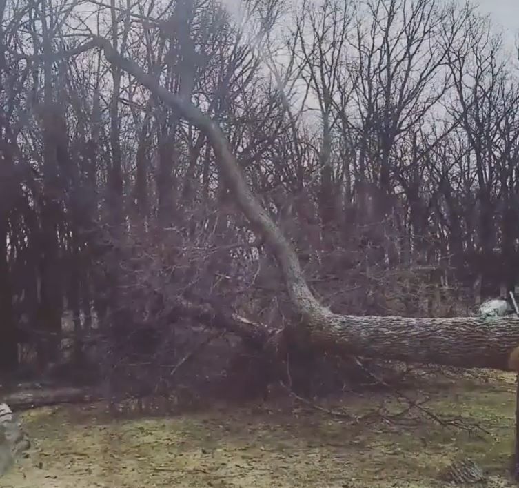 Dry Conditions For Trees