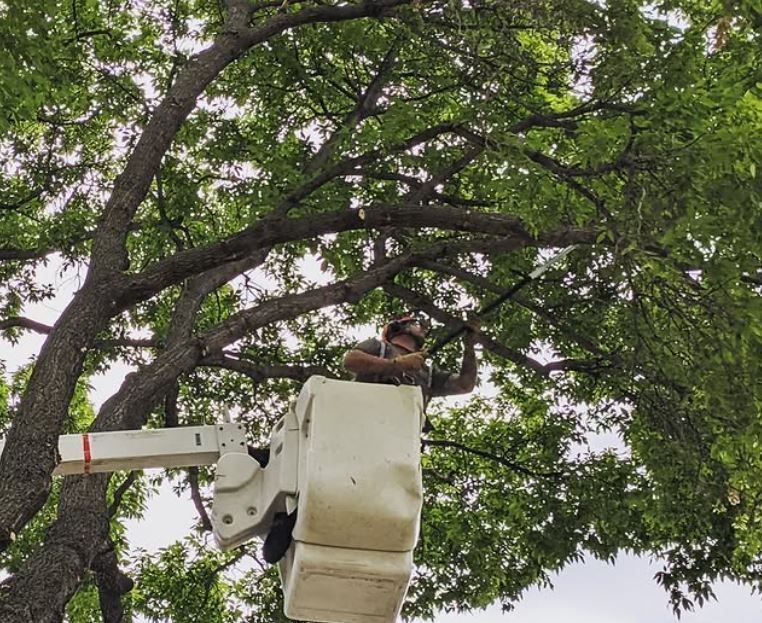 Arborist Pruning From A Bucket