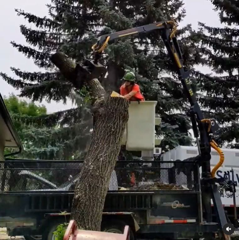 Big Tree Removal Job