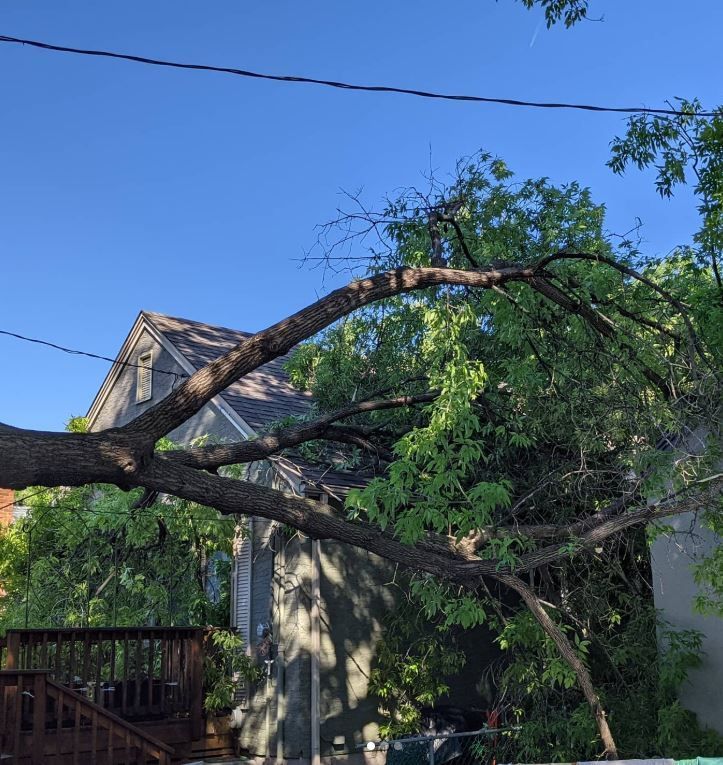 Fallen Tree On A Roof