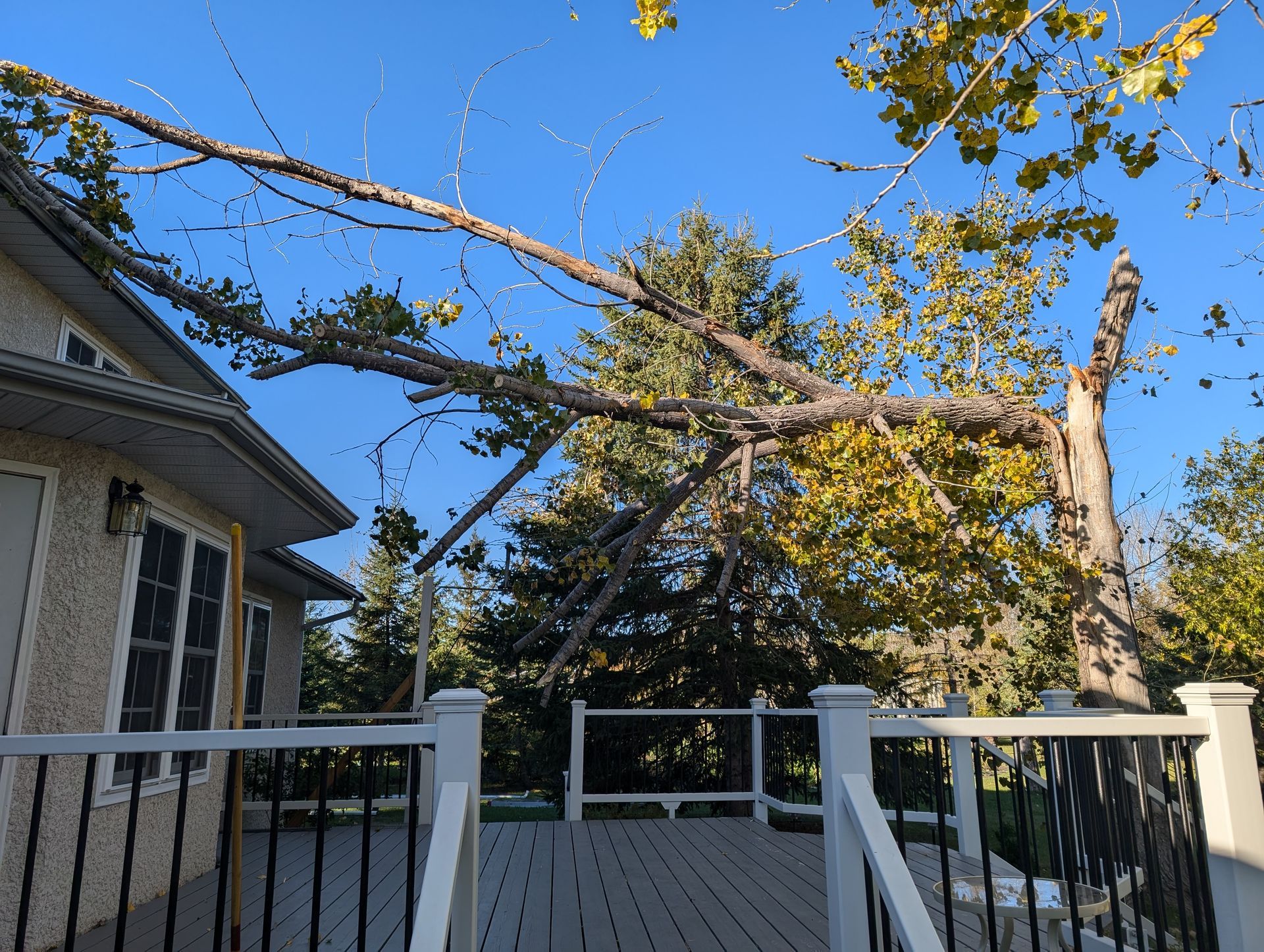 A tree having fallen on a house roof.