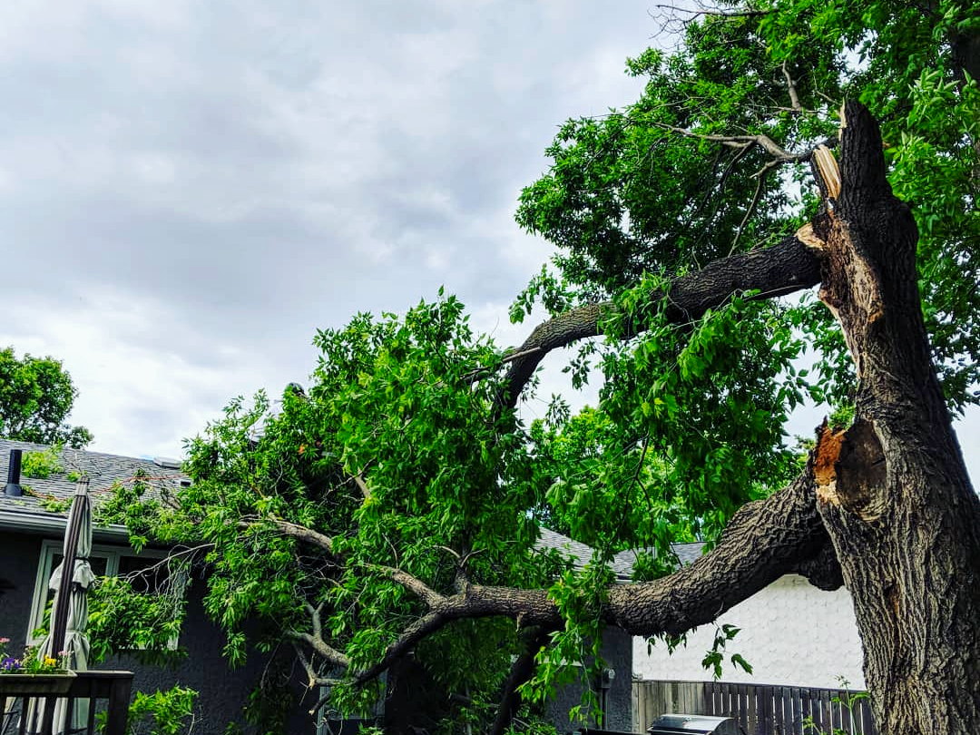 Tree Storm Damage