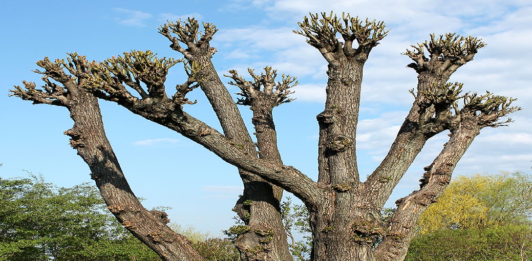 Why Tree Topping Is a Bad Idea