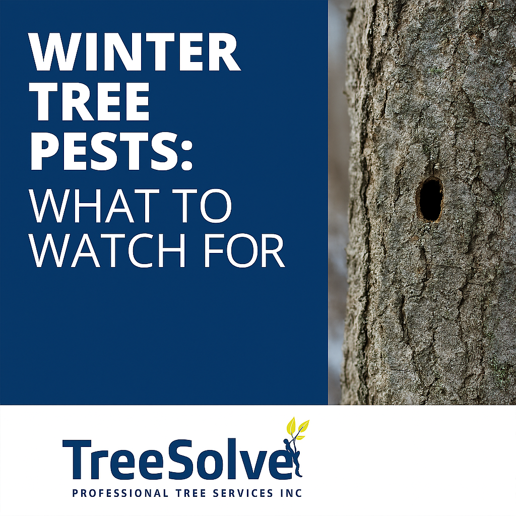 winter tree pests