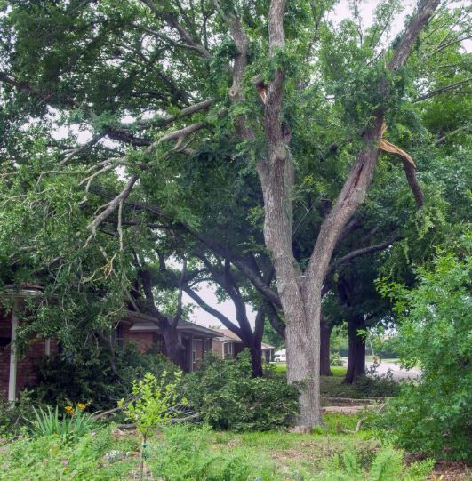 broken tree limb