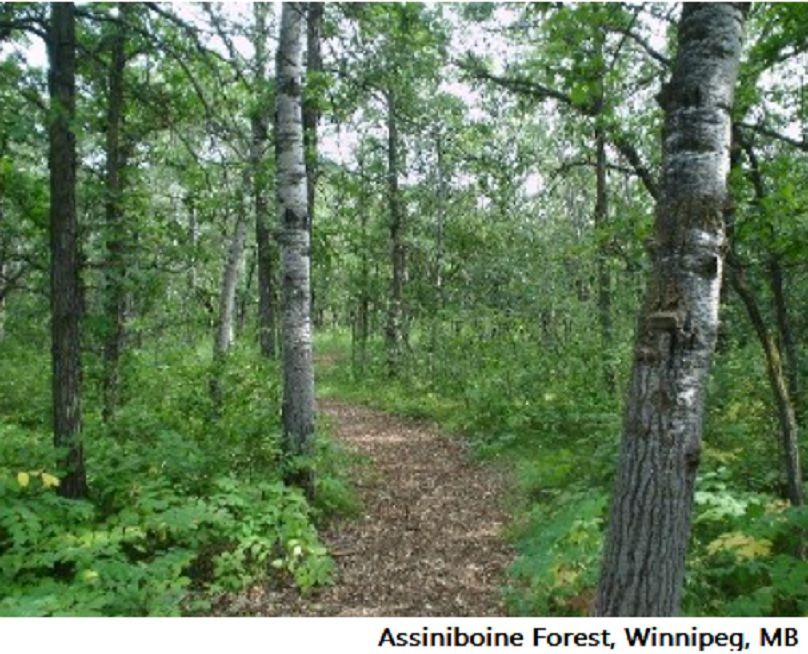 Winnipeg tree species
